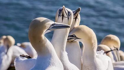 开云体育官网下载-意甲绝佳配合：细腻传控成就经典，意甲官方最佳阵容