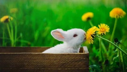 开云体育官网下载-意甲绝佳配合：细腻传控成就经典，意甲官方最佳阵容